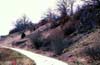 Shrub succession at a rocky grassland slope