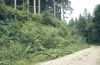 weichholz- und staudenreiche B&ouml;schung im Wald