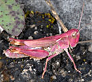 Chorthippus pullus