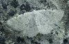 Charissa pullata: Falter (Ostalb) [S]