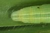 Thymelicus acteon: Larva (caudal, eastern Swabian Alb, southern Germany, 19. June 2010) [M]
