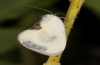 Cilix asiatica: Falter (e.l. Nordgriechenland, Olymp 2012) [S]