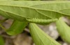 Exophyla rectangularis: Halbw&uuml;chsige Raupe (Griechenland, Peloponnes, Pirgos S Taygetosgebirge, 11. Mai 2025) [N]