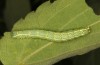 Exophyla rectangularis: Raupe (Griechenland, Peloponnes, Pirgos S Taygetosgebirge, 11. Mai 2025) [M]