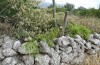 Exophyla rectangularis: Larvalhabitat (Griechenland, Peloponnes, Pirgos S Taygetosgebirge, 11. Mai 2025) [N]