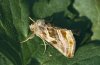 Euchalcia variabilis: Falter (e.l. Ostalb) [S]
