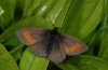 Erebia eriphyle: M&auml;nnchen (L&uuml;ner See, Anfang Juli 2011, 2200m NN) [N]