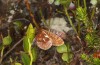 Boloria improba: M&auml;nnchen (N-Schweden, Abisko, Anfang Juli 2020) [N]