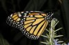 Danaus plexippus: Male (e.l. La Gomera, December 2011) [S]
