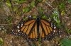 Danaus plexippus: Female (La Gomera, Valle Hermoso, December 2011) [N]