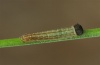 Erebia pluto: L1-Raupe (e.o. L&uuml;ner See 2011) [S]