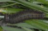 Erebia pluto: Fast ausgewachsene Raupe [S]
