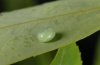 Smerinthus caecus: Ei [S]