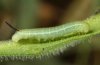 Hemaris croatica: L2-Raupe [S]